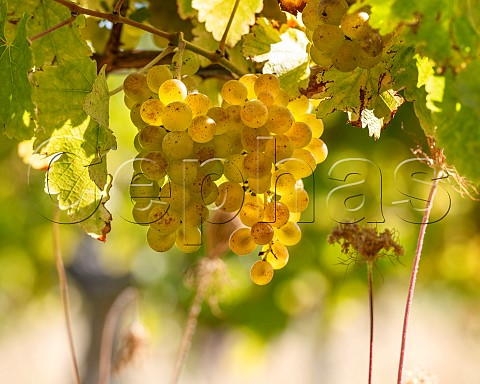 Sauvignon Blanc grapes UCD1 clone in vineyard of the central Wairau Plains Renwick Marlborough New Zealand