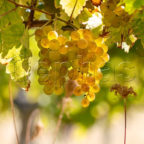 Sauvignon Blanc grapes UCD1 clone in vineyard of the central Wairau Plains Renwick Marlborough New Zealand