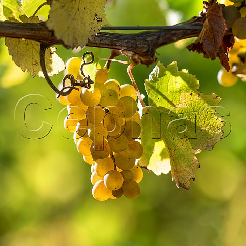 Sauvignon Blanc grapes UCD1 clone in vineyard of the central Wairau Plains Renwick Marlborough New Zealand