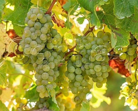 Sauvignon Blanc grapes UCD1 clone in vineyard of the central Wairau Plains Renwick Marlborough New Zealand