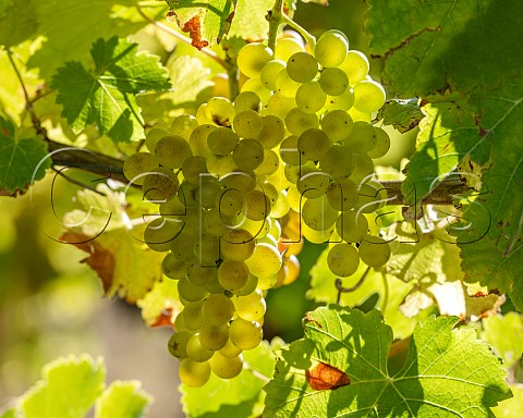 Sauvignon Blanc grapes UCD1 clone in vineyard of the central Wairau Plains Renwick Marlborough New Zealand