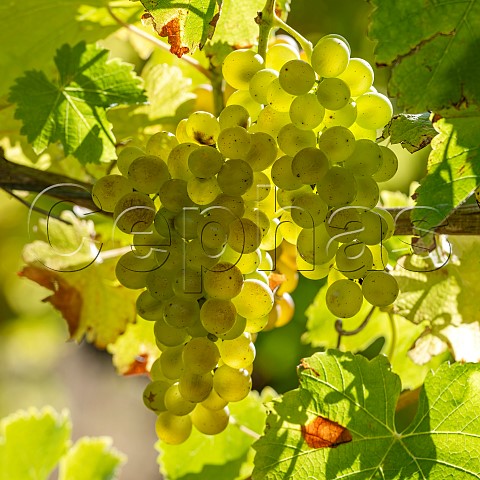 Sauvignon Blanc grapes UCD1 clone in vineyard of the central Wairau Plains Renwick Marlborough New Zealand