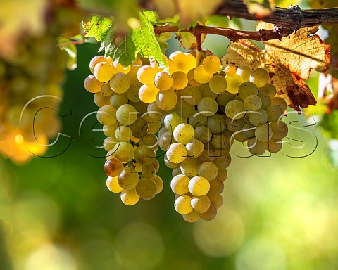 Sauvignon Blanc grapes UCD1 clone in vineyard of the central Wairau Plains Renwick Marlborough New Zealand