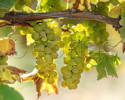 Sauvignon Blanc grapes UCD1 clone in vineyard of the central Wairau Plains Renwick Marlborough New Zealand