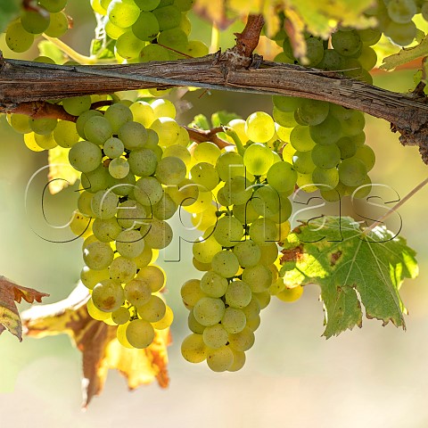 Sauvignon Blanc grapes UCD1 clone in vineyard of the central Wairau Plains Renwick Marlborough New Zealand