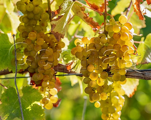 Sauvignon Blanc grapes UCD1 clone in vineyard of the central Wairau Plains Renwick Marlborough New Zealand