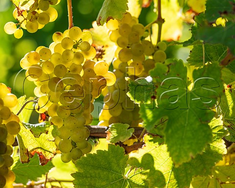 Sauvignon Blanc grapes UCD1 clone in vineyard of the central Wairau Plains Renwick Marlborough New Zealand