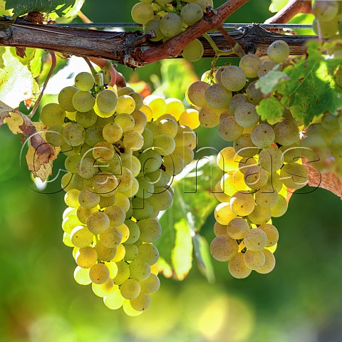 Sauvignon Blanc grapes UCD1 clone in vineyard of the central Wairau Plains Renwick Marlborough New Zealand