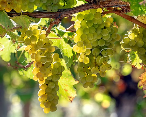 Sauvignon Blanc grapes UCD1 clone in vineyard of the central Wairau Plains Renwick Marlborough New Zealand