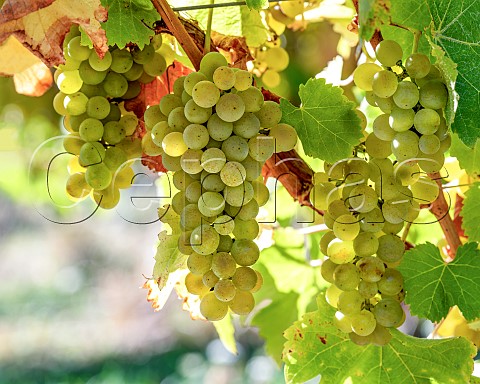 Sauvignon Blanc grapes UCD1 clone in vineyard of the central Wairau Plains Renwick Marlborough New Zealand