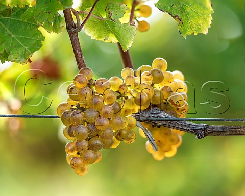 Riesling grapes in vineyard of the central Wairau Plains Renwick Marlborough New Zealand