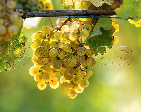 Riesling grapes in vineyard of the central Wairau Plains Renwick Marlborough New Zealand