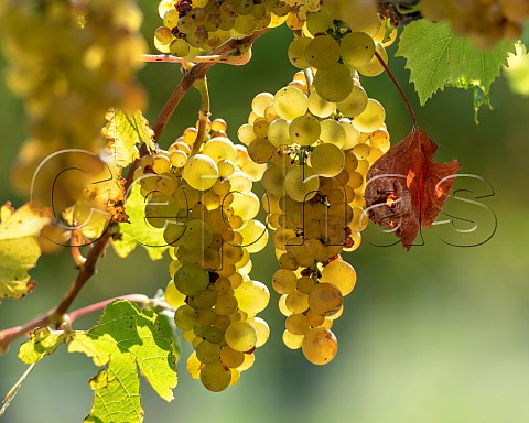 Chardonnay grapes Mendoza clone in vineyard in the Omaka Valley Marlborough New Zealand