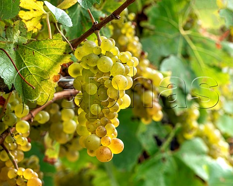 Chardonnay grapes Mendoza clone in vineyard in the Omaka Valley Marlborough New Zealand