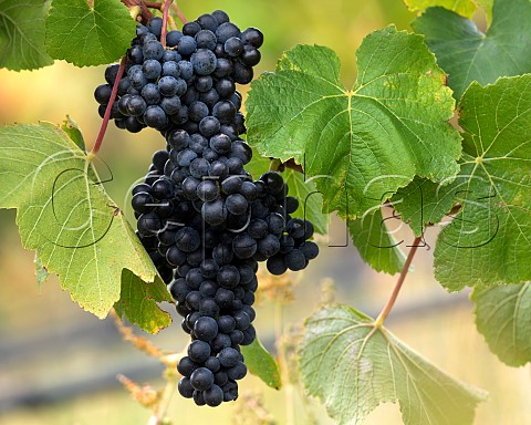 Pinot Noir grapes in vineyard in the Ben Morven Valley Marlborough New Zealand