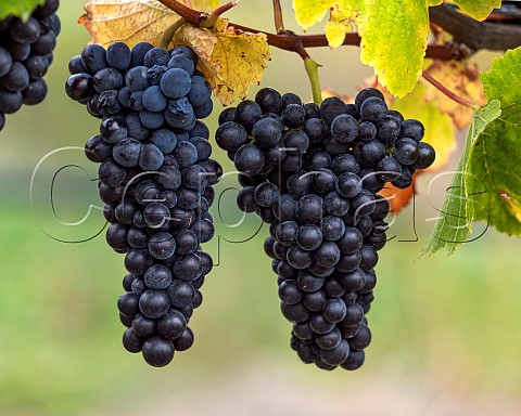 Pinot Noir grapes in vineyard in the Ben Morven Valley Marlborough New Zealand