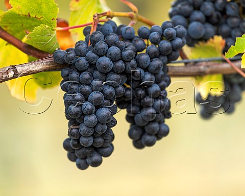 Pinot Noir grapes in vineyard in the Ben Morven Valley Marlborough New Zealand