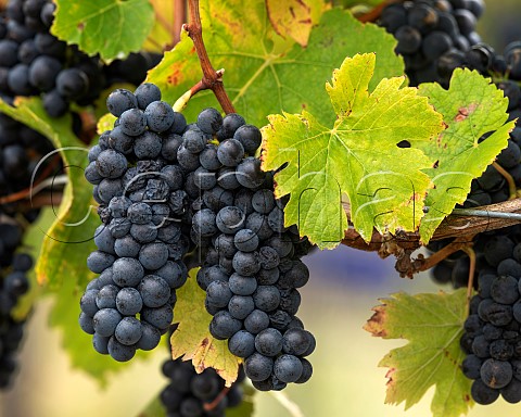 Pinot Noir grapes in vineyard in the Ben Morven Valley Marlborough New Zealand