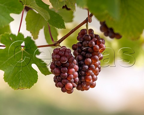 Pinot Gris grapes in vineyard in the Omaka Valley Marlborough New Zealand