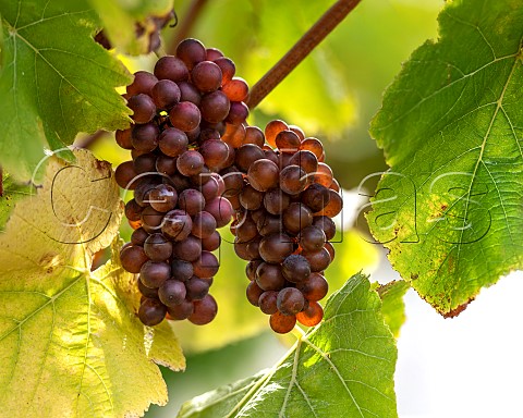Pinot Gris grapes in vineyard in the Omaka Valley Marlborough New Zealand