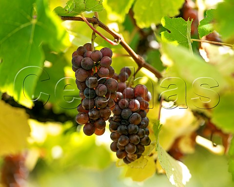 Pinot Gris grapes in vineyard in the Omaka Valley Marlborough New Zealand