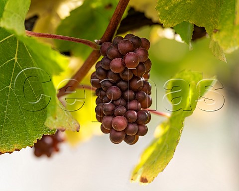 Pinot Gris grapes in vineyard in the Omaka Valley Marlborough New Zealand