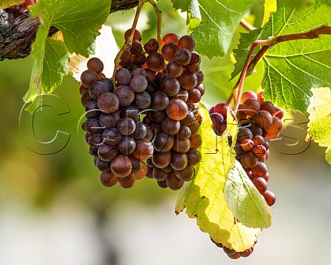 Pinot Gris grapes in vineyard in the Omaka Valley Marlborough New Zealand