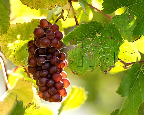 Pinot Gris grapes in vineyard in the Omaka Valley Marlborough New Zealand