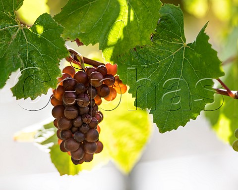 Pinot Gris grapes in vineyard in the Omaka Valley Marlborough New Zealand