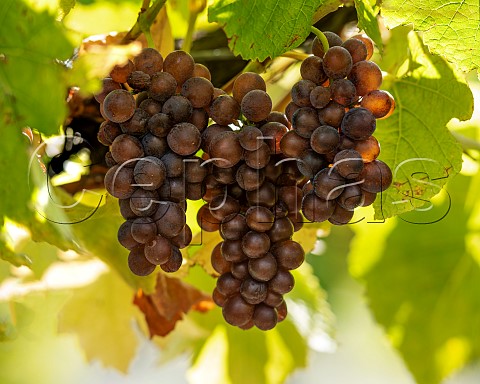 Pinot Gris grapes in vineyard in the Omaka Valley Marlborough New Zealand