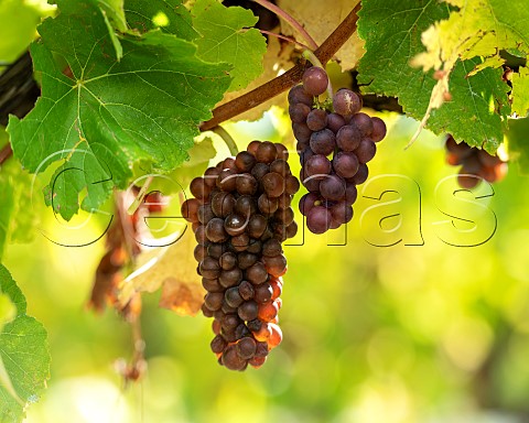 Pinot Gris grapes in vineyard in the Omaka Valley Marlborough New Zealand