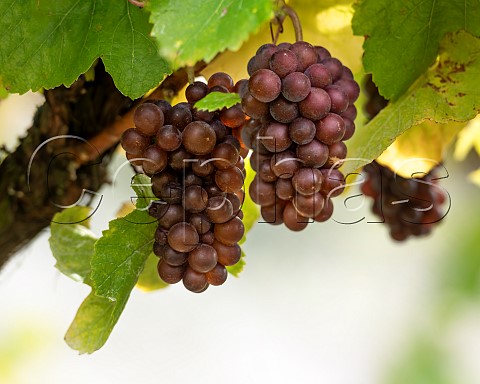 Pinot Gris grapes in vineyard in the Omaka Valley Marlborough New Zealand