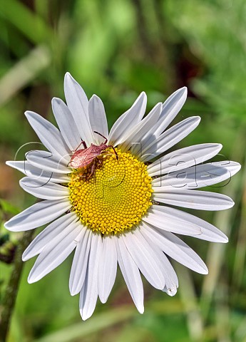 Denticulate Leatherbug on Oxeye Daisy Molesey Reservoirs Nature Reserve West Molesey Surrey England