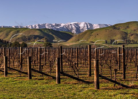 Sauvignon Blanc vines in winter in Falveys Vineyard  a Greywacke grower in the Omaka Valley  with the snowcovered Blairich Range beyond  Marlborough New Zealand