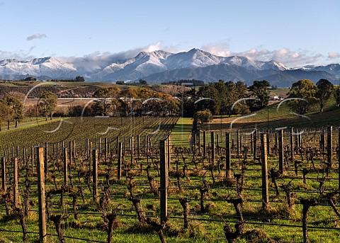 Pinot Noir vines in Yarrum Vineyard  a grower for Greywacke  on the ridge between the Brancott Valley and the Ben Morven Valley with the snowcovered Richmond Ranges beyond Marlborough New Zealand