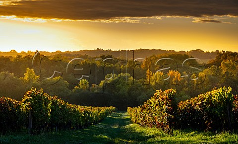 Sunrise over vineyard of Chteau de Reignac SaintLoubs Gironde France  Bordeaux