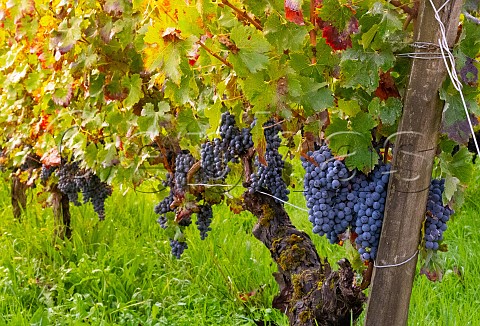 Merlot grapes in vineyard of Chteau de Reignac SaintLoubs Gironde France Bordeaux