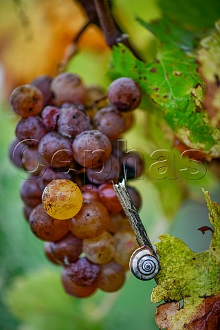 Semillon grapes and snail SainteCroixduMont Gironde France SteCroixduMont  Bordeaux