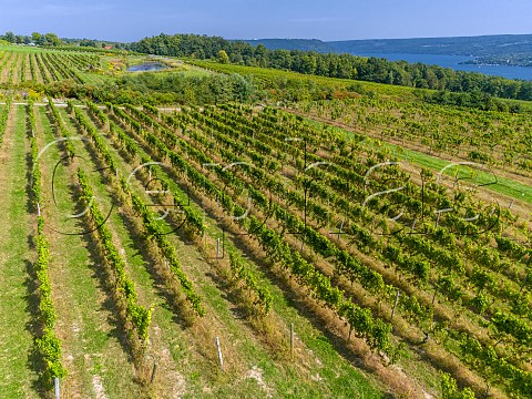 Vineyard of Dr Konstantin Frank above Keuka Lake Hammondsport New York USA Finger Lakes