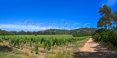 Vineyard on the  le de Porquerolles Var France  Ctes de Provence