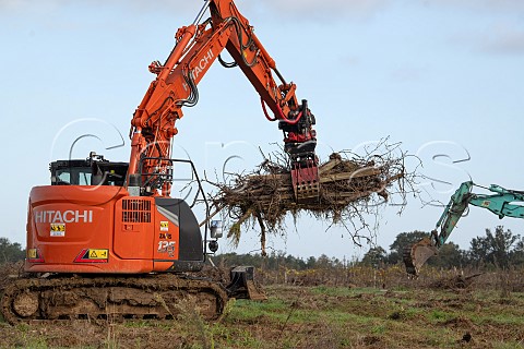 Grubbing up and burning vines at NaujanetPostiac  Gironde France  EntreDeuxMers  Bordeaux