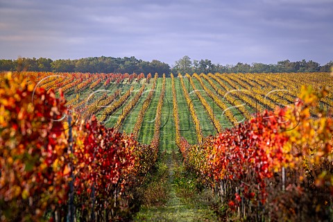Autumn colours in vineyard of the EntreDeuxMers region Gironde France  Bordeaux