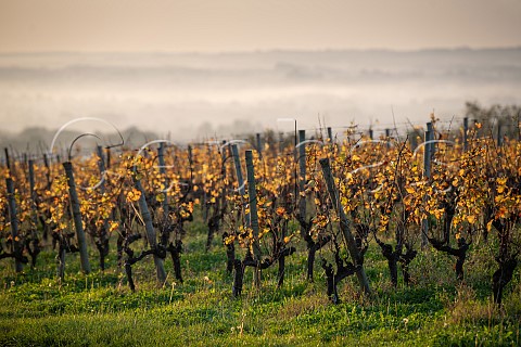 Autumn colours in vineyard at SainteCroixDuMont  Gironde France EntreDeuxMers  Bordeaux