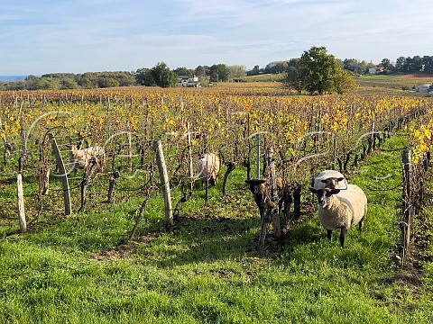 Sheep in autumnal vineyard of Chteau Haut Beynat BelvsdeCastillon Gironde France Ctes de Castillon  Bordeaux