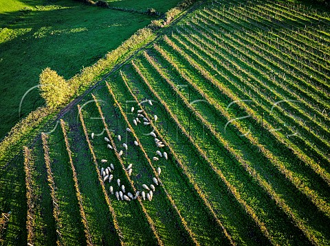 Sheep grazing in vineyard after the harvest  Gironde France EntreDeuxMers  Bordeaux