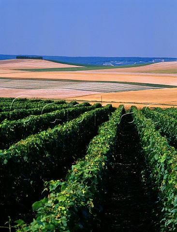 View north over vineyard and agricultural fields towards the Marne Valley from near Cuis Marne France Cte des Blancs  Champagne