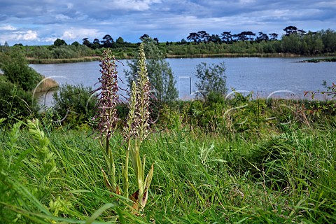 Lizard Orchid Elmbridge Surrey England