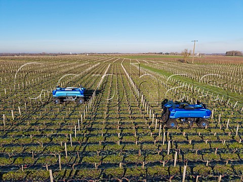 Vitibot Bakus autonomous electric straddle vehicles in vineyard of Chteau de Camensac  Saint Laurent Mdoc Gironde France Mdoc  Bordeaux