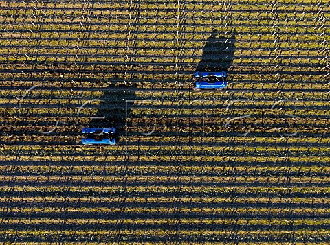 Vitibot Bakus autonomous electric straddle vehicles in vineyard of Chteau de Camensac  Saint Laurent Mdoc Gironde France Mdoc  Bordeaux