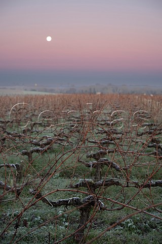 Frosty vines in vineyard of Chteau de Camensac at sunrise Saint Laurent Mdoc Gironde France  Mdoc  Bordeaux